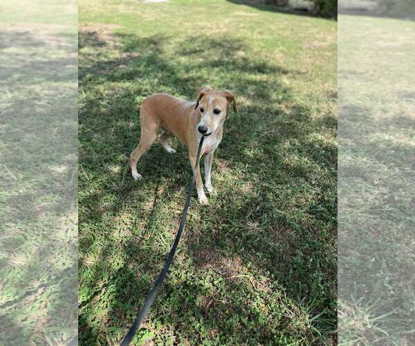 Medium Photo #3 Labrador Retriever-Unknown Mix Puppy For Sale in Shillington, PA, USA