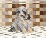Small #2 Bernedoodle (Miniature)