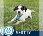 Small #1 Australian Shepherd Mix