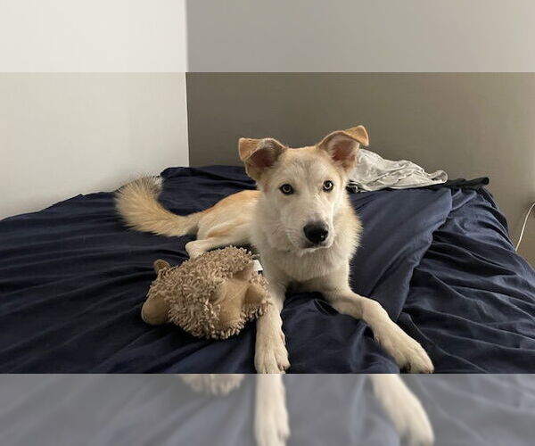 Medium Photo #2 Huskies -Labrador Retriever Mix Puppy For Sale in Los Angeles, CA, USA