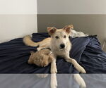 Small #1 Huskies -Labrador Retriever Mix