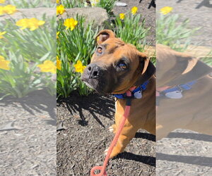 Boxer-Unknown Mix Dogs for adoption in Rockaway, NJ, USA