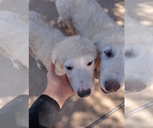 Great Pyrenees-Swiss Shepherd Mix Puppy for sale in VALLEY SPRINGS, CA, USA