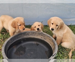 Golden Retriever Puppy for Sale in SALISBURY, North Carolina USA
