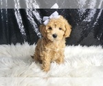 Small Photo #128 Maltipoo Puppy For Sale in WARSAW, IN, USA