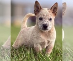Small #1 Australian Cattle Dog