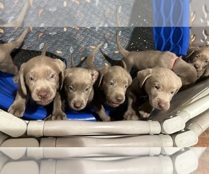 Labrador Retriever Litter for sale in BLYTHE, CA, USA