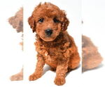 Image preview for Ad Listing. Nickname: MGDs puppies
