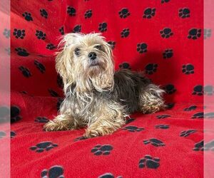 Mother of the Yorkshire Terrier puppies born on 08/11/2025