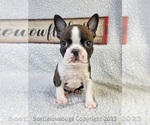 Small Photo #3 Boston Terrier Puppy For Sale in ODENVILLE, AL, USA
