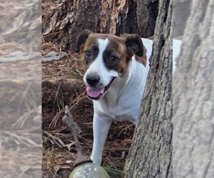 Labrador Retriever-Unknown Mix Dogs for adoption in Decatur, GA, USA