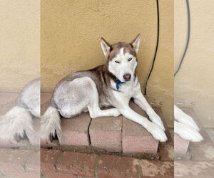Coco - Female Siberian Husky-Unknown Mix Dog for Adoption - Photo #3