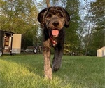 Small Photo #1 Saint Berdoodle Puppy For Sale in ELK RIVER, MN, USA