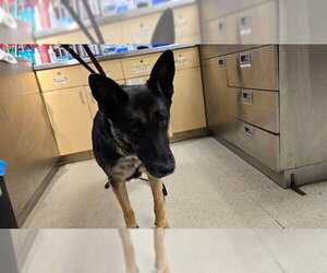 German Shepherd Dog Dogs for adoption in Riverside, CA, USA
