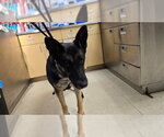 Small German Shepherd Dog