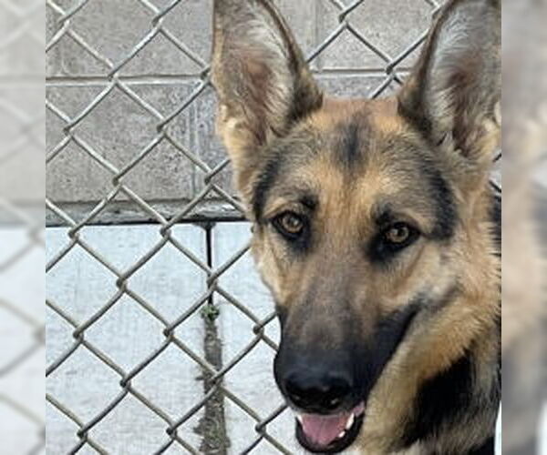 Medium Photo #4 German Shepherd Dog Puppy For Sale in Cupertino, CA, USA