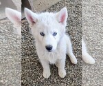 Puppy Laverne Siberian Husky