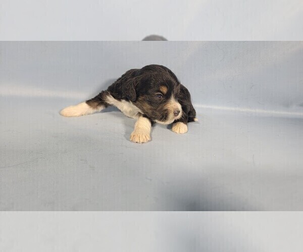 Medium Photo #33 Bernedoodle (Miniature) Puppy For Sale in BLACK FOREST, CO, USA