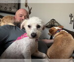 Small #6 Poodle (Miniature) Mix