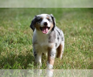 Miniature Australian Shepherd Puppy for sale in PALM COAST, FL, USA