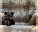 Small #17 Yorkshire Terrier