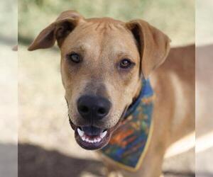 Labrador Retriever-Unknown Mix Dogs for adoption in San Antonio, TX, USA