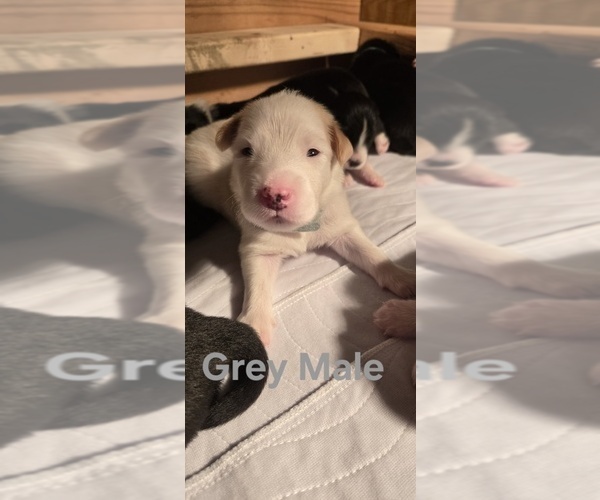 Medium Photo #8 English Shepherd Puppy For Sale in NEW CASTLE, IN, USA