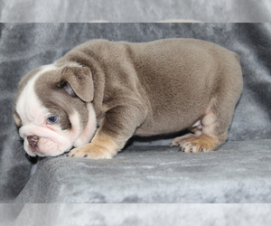 Medium Bulldog