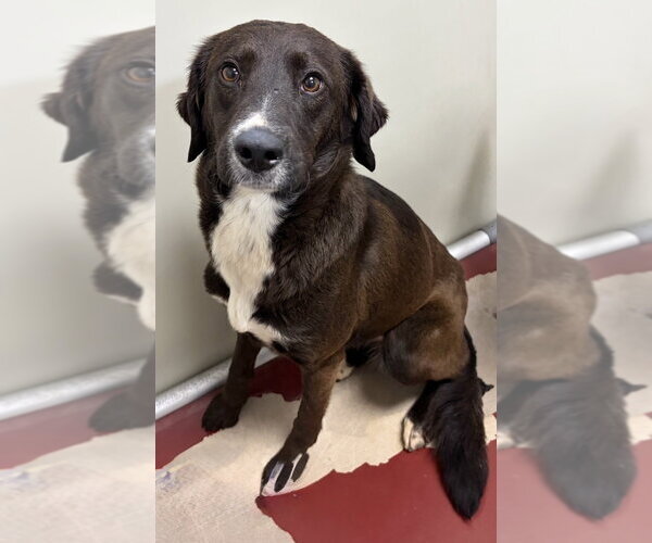 Medium Photo #2 Border Collie-Unknown Mix Puppy For Sale in Mundelein, IL, USA