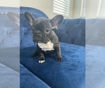 Small #33 French Bulldog