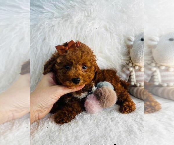 Medium Photo #14 Poodle (Toy) Puppy For Sale in BOSTON, MA, USA