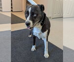 Small Siberian Husky Mix