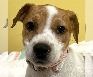 Mutt Dogs for adoption in Jefferson, WI, USA