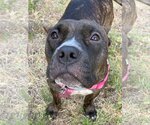 Small #2 American Staffordshire Terrier Mix