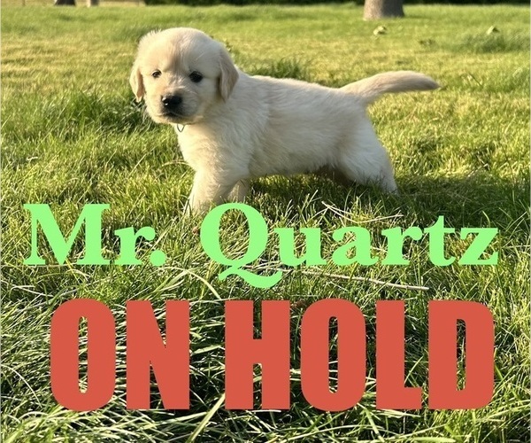 Medium Photo #1 English Cream Golden Retriever Puppy For Sale in ELLENSBURG, WA, USA