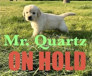 Medium English Cream Golden Retriever