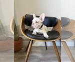 Puppy Grace French Bulldog