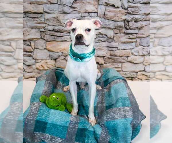 Medium Photo #2 Boxer-Unknown Mix Puppy For Sale in Kennesaw, GA, USA