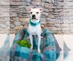Small #1 Boxer Mix