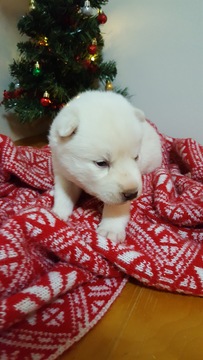 Medium Photo #1 Siberian Husky Puppy For Sale in LOUISBURG, NC, USA