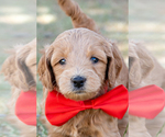 Small Goldendoodle (Miniature)