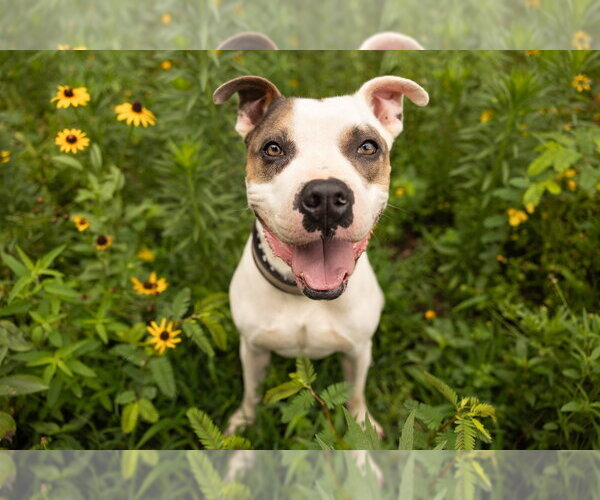 Medium Photo #9 Staffordshire Bull Terrier-Unknown Mix Puppy For Sale in Raleigh, NC, USA