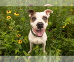 Small #8 Staffordshire Bull Terrier Mix