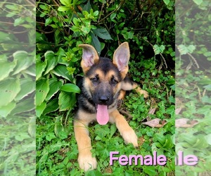 German Shepherd Dog Puppy for sale in BENSON, NC, USA