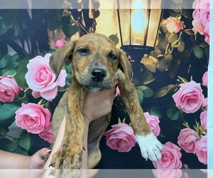 Mutt Dogs for adoption in San Bernardino, CA, USA