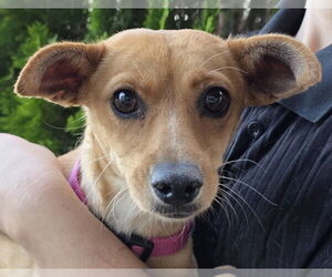 Medium Chihuahua Mix