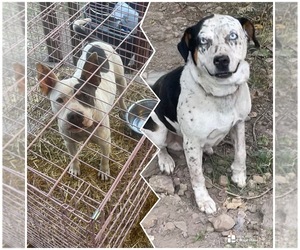 American Pit Bull Terrier-Australian Cattle Dog Mix Litter for sale in EUCHA, OK, USA