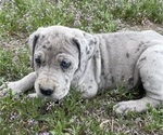 Puppy Speckles Daniff