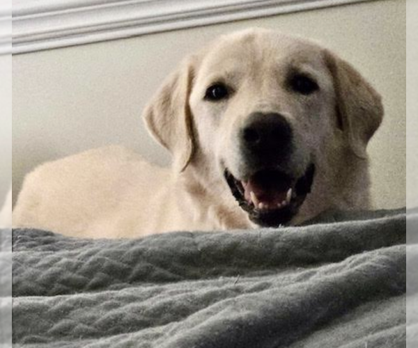 Medium Photo #3 Labrador Retriever Puppy For Sale in Thomasville, NC, USA