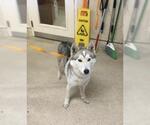 Small Siberian Husky